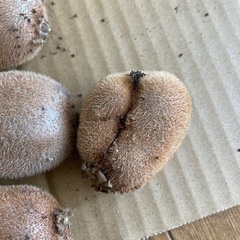 キウイ10個①ジャム用にいかがでしょう？の画像