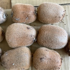 キウイ10個①ジャム用にいかがでしょう？の画像