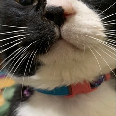 ご年配単身ご相談OK‼︎大きなまんまるおめめで存在感たっぷりのルイくん元気です！ - ふじみ野市