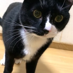 ご年配単身ご相談OK‼︎大きなまんまるおめめで存在感たっぷりのルイくん元気です！ − 埼玉県