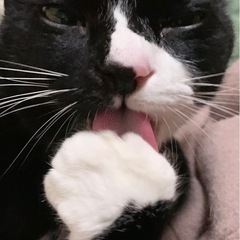 ご年配単身ご相談OK‼︎大きなまんまるおめめで存在感たっぷりのルイくん元気です！ - 猫