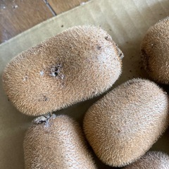 キウイ10個② ジャム用にいかがでしょうの画像
