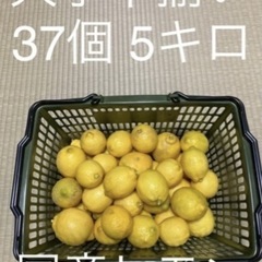 無農薬　国産レモン　5キロ  37個