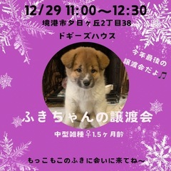ふきちゃん譲渡会
