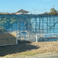 家庭菜園　他に