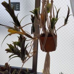 決まりました。ネオレゲリアハンギング　鉢とハンギング用紐セット