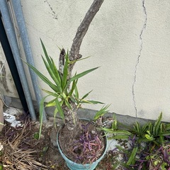 神城様　お取置き　ユッカエレファンティペス　観葉植物　約250cm 幹立　の画像