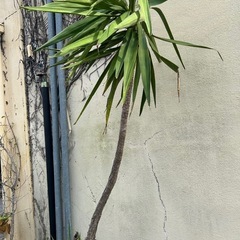 神城様　お取置き　ユッカエレファンティペス　観葉植物　約250cm 幹立　の画像