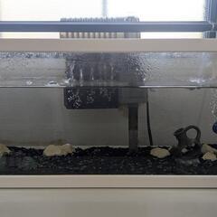 メダカ飼育セット