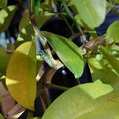 アゲハ蝶の蛹をお譲りします。