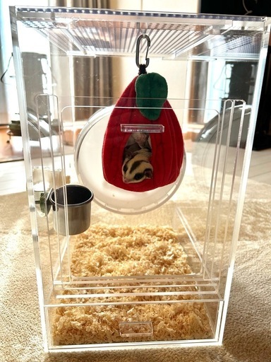 モモンガ、小動物、アクリルケージ