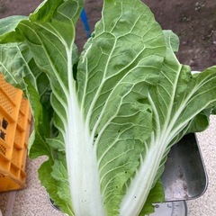 タイニーシュシュ　ミニ白菜の画像