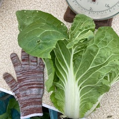 タイニーシュシュ　ミニ白菜の画像