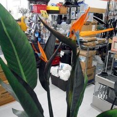 人工観葉植物 ストレチア花付き アートストレチア 造花 高さ約160㎝ オブジェ ディスプレイ 苫小牧西店の画像