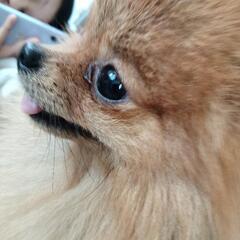 ちゃちゃまる ♂2歳 愛のある方引き取っていただけると幸いです。