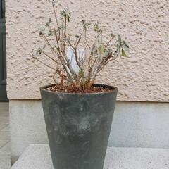 【お譲り決まりました】カリオプテリス「スターリングシルバー」シルバーリーフ♡鉢植えの画像