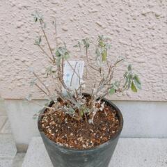【お譲り決まりました】カリオプテリス「スターリングシルバー」シルバーリーフ♡鉢植えの画像