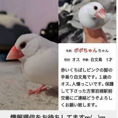 迷子の白文鳥