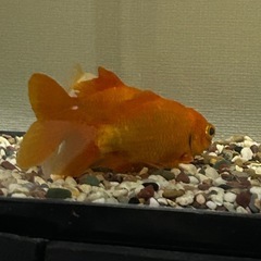 金魚とシマドジョウ里親さん募集です