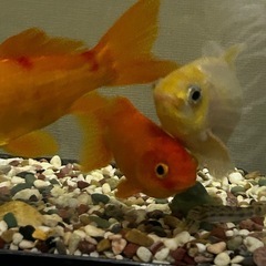 金魚とシマドジョウ里親さん募集ですの画像