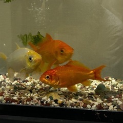 金魚とシマドジョウ里親さん募集ですの画像
