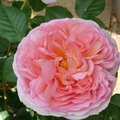 薔薇「アブラハムダービー」大苗
