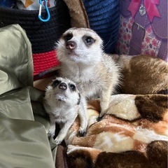 ミーアキャット飼いませんか？