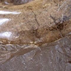 アンモナイト 化石 幅13.5cm 766g 観賞用 本体のみ 札幌市北区屯田の画像