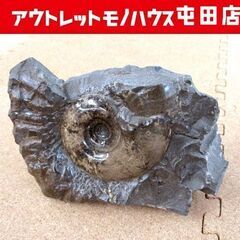 アンモナイト 化石 幅13.5cm 766g 観賞用 本体のみ ...