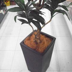 人工観葉植物 フェイクグリーン ドラセナ ワーネッキー 高さ約157㎝ 造花 オブジェ ディスプレイ 苫小牧西店の画像