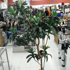人工観葉植物 フェイクグリーン ドラセナ ワーネッキー 高さ約157㎝ 造花 オブジェ ディスプレイ 苫小牧西店の画像