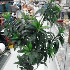 人工観葉植物 フェイクグリーン ドラセナ ワーネッキー 高さ約157㎝ 造花 オブジェ ディスプレイ 苫小牧西店の画像