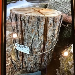 スウェーデントーチの画像