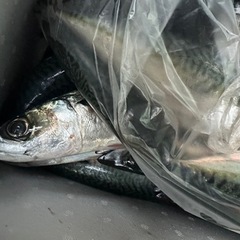 鮮魚の画像