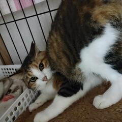 大人しい三毛猫さん - 猫