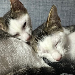 4ヶ月の子猫の里親を募集しています！