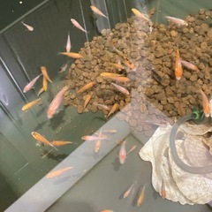 錦鯉の稚魚の画像