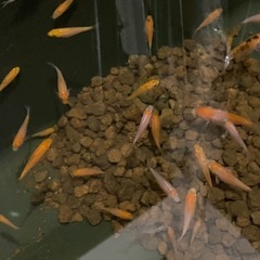 錦鯉の稚魚の画像