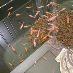 錦鯉の稚魚