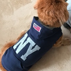 ●①中古  小型犬用 服     色違い 2着  (グレーとカーキ)の画像