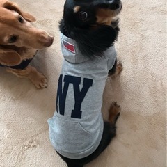 ●①中古  小型犬用 服     色違い 2着  (グレーとカーキ)の画像