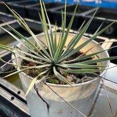 観葉植物、ユッカロストラータ