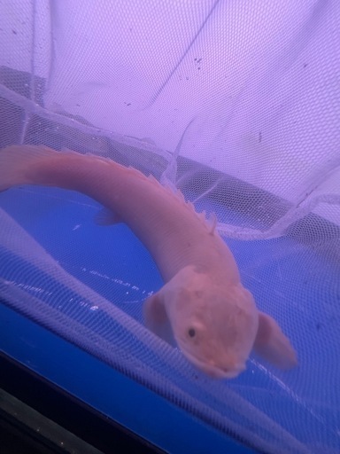 プラチナエンドリ