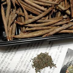 蒔時！モロヘイヤ　種　100粒以上（ひと鞘）　送料込