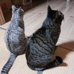 ★お迎えがキャンセルとなりました為、多頭飼育崩壊の兄妹ねこさん★...