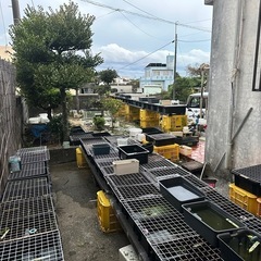 メダカ 歳末セール 12月29日〜31日まで