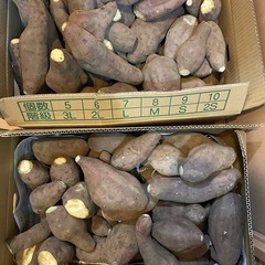 健軍のお渡し　12/28から12/29.12/31 土付さつまい...
