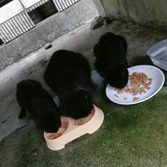 🐱真冬の外猫ちゃん助けてください🙏❣️