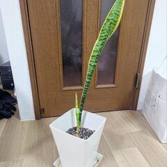【至急お取引可能な方！】サンセベリア 観葉植物