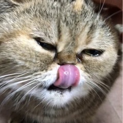 エキゾチックショートヘア　女の子　2歳位